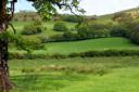 Hedgerows
