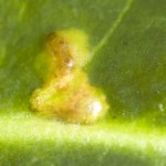 holly leaf miner 3