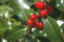 holly