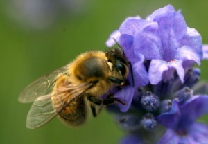 honey-bee
