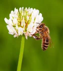 Bees, again………