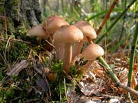 honey fungus