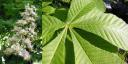 Horse Chestnut