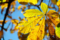 Horse chestnut disease - an update