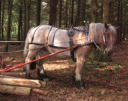 Horselogging