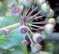 Common Ivy (Hedera Helix)
