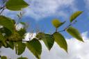 japanese knotweed