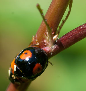 Lethal ladybirds?