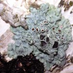 lichen lichen