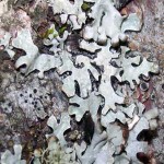 lichen2 lichen2