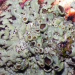 lichen3 lichen3