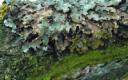 lichen