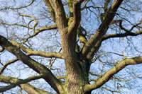 Discovering Long Wood - a year in the life of a small wood - April