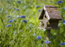 making-a-bird-box.jpeg