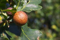 Galls and Oaks