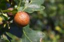 marble gall