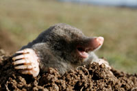Molewatch