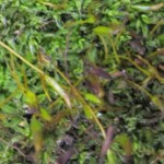 moss