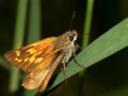 Moths