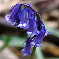 Native bluebells