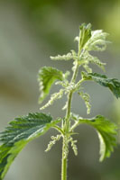 Stinging Nettles