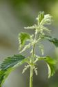 nettle.jpg
