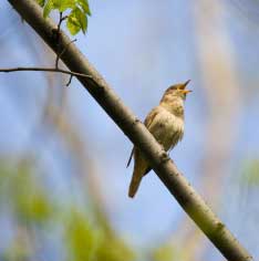 Nightingales