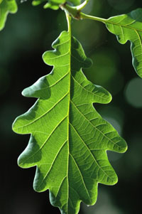 Acute Oak Decline