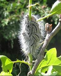 ‘Toxic caterpillars’ – the oak processionary moth and brown tail moth