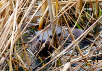 A furtive otter