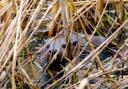 A furtive otter