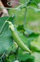 pea sticks