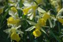 Daffodils