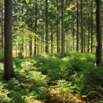 pine pine forest New York State