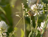 white clover