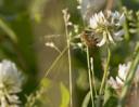 white clover