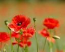 poppy