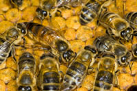 Bee Friendly! – Part 4: Examining the Hive