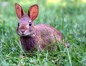 The rabbit – an introduced species.