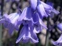 Bluebells