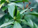 Rhododendron Ponticum