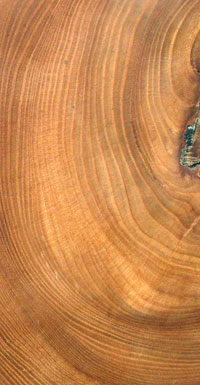 Annual rings : counting the years ……
