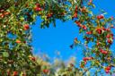 rosehips.jpg
