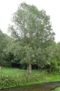 salix-alba-caerula