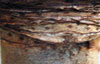 scale-leaf-scar
