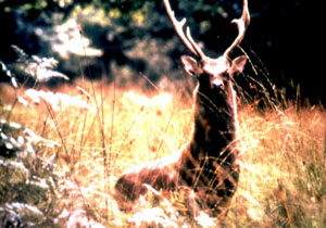 sika deer