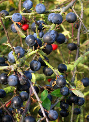 Managing hedgerows.