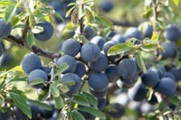 sloes