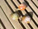 snails.jpg