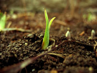 soil.jpg